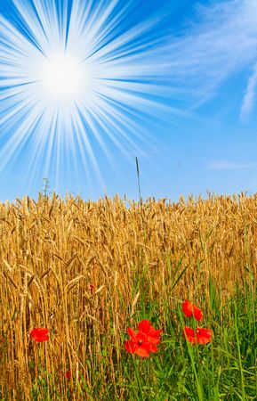 Fun sky on the blue sky and golden wheat.の写真素材