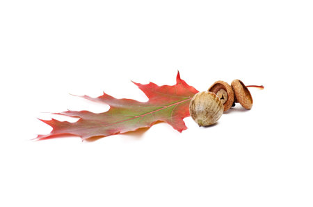 Acorn and wonderful autumn leaves isolated on a white background.の写真素材