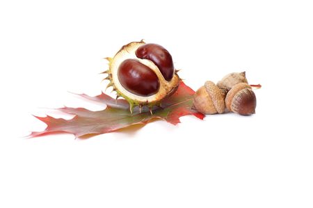 Fun chestnuts and acorns isolated on a white background.の写真素材