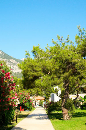 Nice pine and wonderful garden near mountains.の写真素材
