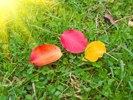 Autumn leaves by wild pears lie on the grass.の写真素材