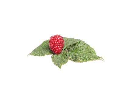 Alone, tasty , ripe raspberry isolated on a white backgroundの写真素材