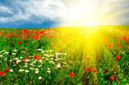 Wonderful green meadow and nice sunset by summer.の写真素材