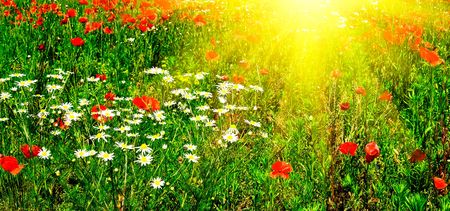 Wonderful green meadow and nice sunbeams by summer.
の写真素材