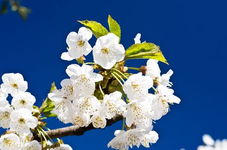 Classy cherry branch blossom  on the background of sky by spring.の写真素材