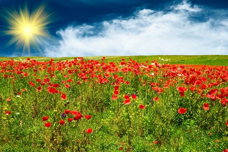 Green field with poppies and fun sun early morning by summer.の写真素材