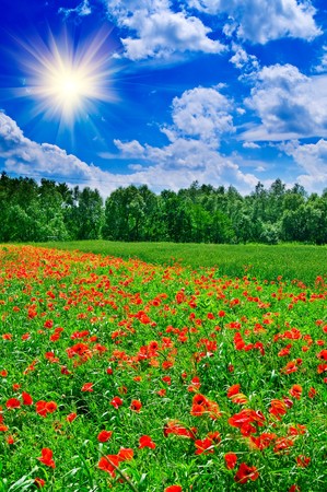 Fun sun hight in the sky above green meadow.の写真素材