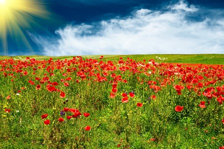Green field with poppies and fun sun early morning by summer.の写真素材