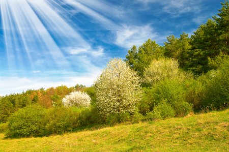 Unusually sunbeams above spring grove.の写真素材