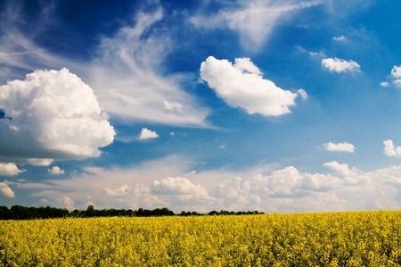 Wonderful rapefield and fantastic cloudscape by summertime.の写真素材