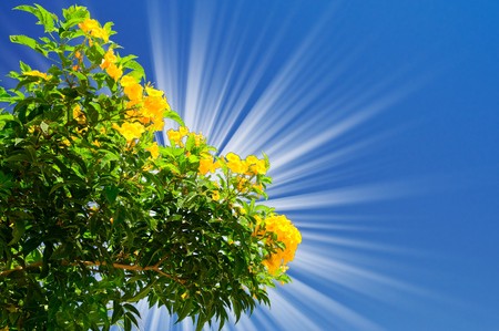 Fantastic sunbeams and blooming bougainvillea tree by summer.の写真素材