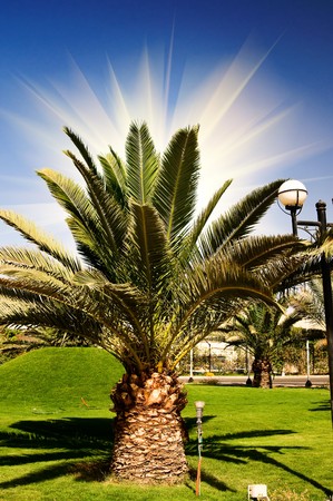 Fun sun and big green  palm.の写真素材