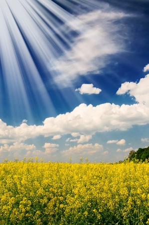 Excellent golden rapeseed field and white clouds by springtime.の写真素材