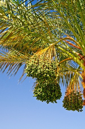 Date palm with bunches of unripe dates.  の写真素材
