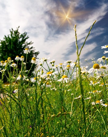 Beautiful camomiles against blue sky.の写真素材