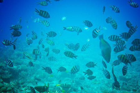 Astonishing undersea world of Red sea.