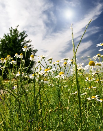 Silence camomiles and blue sky.の写真素材