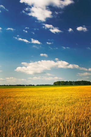 Golden field of ripe wheat by summer.の写真素材