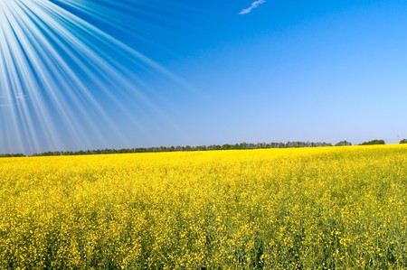 Lovely sunbeams above golden rapefield by springtime.の写真素材