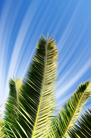 Fun sun and green leaves of palm.の写真素材