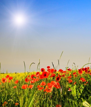 Summer field with wheat and colorful poppies.の写真素材