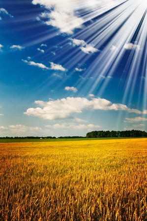 Golden field of ripe wheat by summer.の写真素材