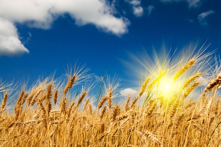 Golden, ripe wheat against blue sky background.の写真素材