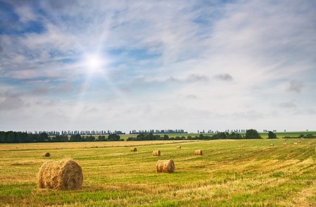 Field full of bales against tender sun in the blue sky. の写真素材
