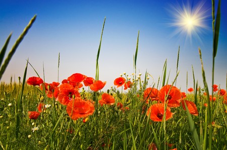 Red poppies and blue sky with sunbeams early morning by summer.の写真素材