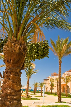 Palms and wonderful resort.の写真素材