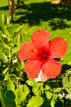 Colorful hibiscus flower blooming.の写真素材