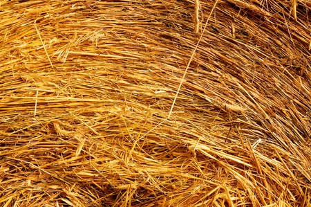 Dried yellow straw like as background.の写真素材