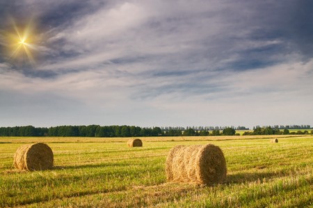 Field full of bales against tender sun in the blue sky. の写真素材