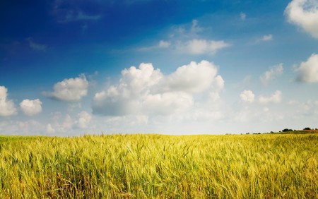 Field of lush wheat and blue sky with clouds.の写真素材