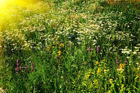 Wonderful camomiles and fun sunbeams.の写真素材