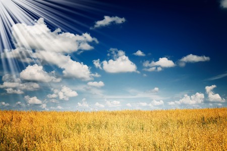 Finest harvest of golden oats.の写真素材