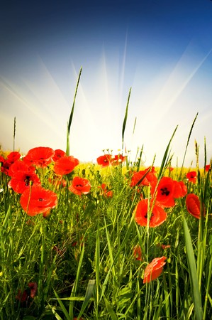 Red poppies and blue sky with sunbeams early morning by summer.の写真素材