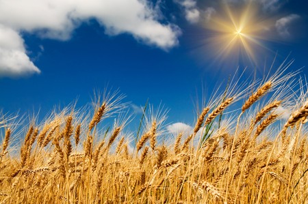 Golden, ripe wheat against blue sky background.の写真素材