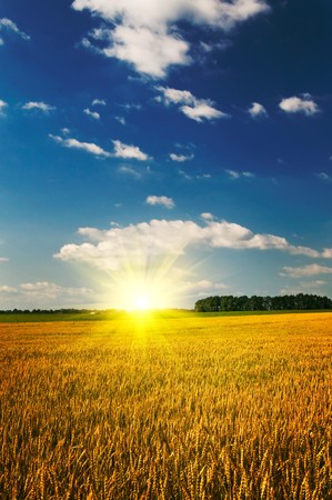 Golden field of ripe wheat by summer.の写真素材