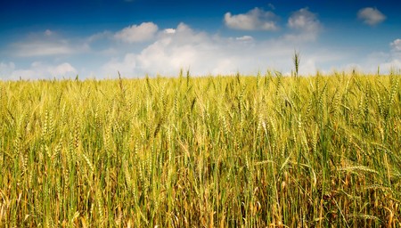 Golden wheat against blue sky with clouds.の写真素材