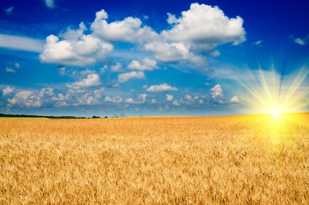 Beautiful golden field of ripe wheat and fun sun by summer.の写真素材
