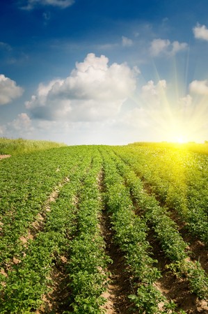 Landscape of potato plantation.の写真素材