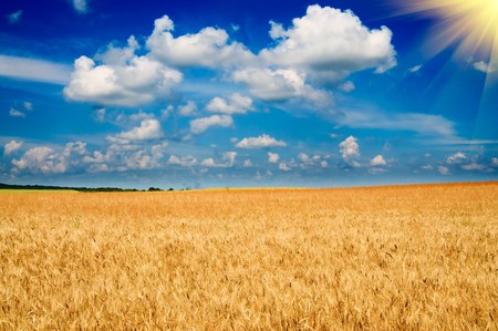 Amazing yellow field of wheat and fun sun in the sky.の写真素材