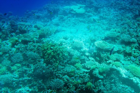 Underwater landscape of Red Sea.の写真素材