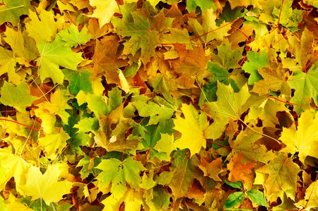Wonderful carpet of  autumn foliage.の写真素材