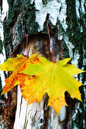 Two red-yellow maple leaves on the background of a tree  trunk の写真素材