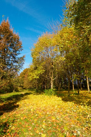 Rural footpath covered by autumnal carpet.の写真素材