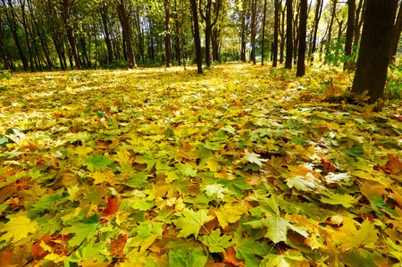 Wonderful autumnal grove.  Golden fallen leaves on the land.の写真素材