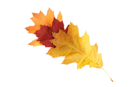 Autumnal oak  leaves isolated on a white background.の写真素材