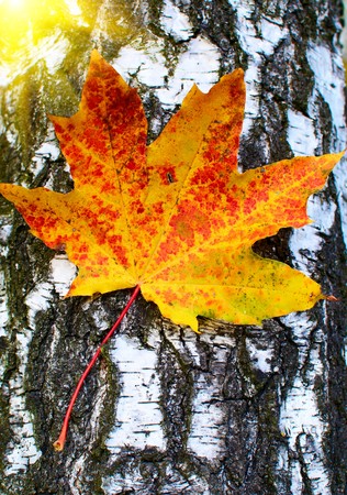  Alone red-yellow maple leaf on the background of a tree  trunk.の写真素材